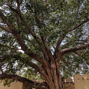 IMG_20190715_094256.jpg